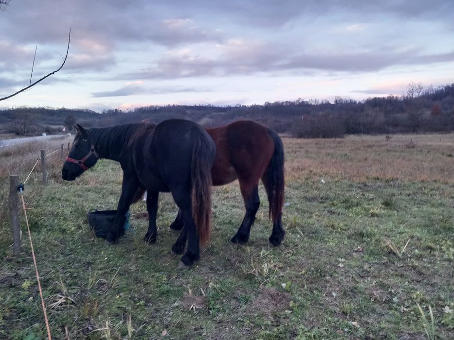 Vând 3iepe cuminți