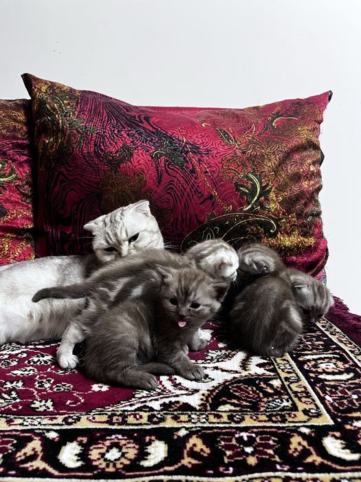 Шотландские котята вислоухие
