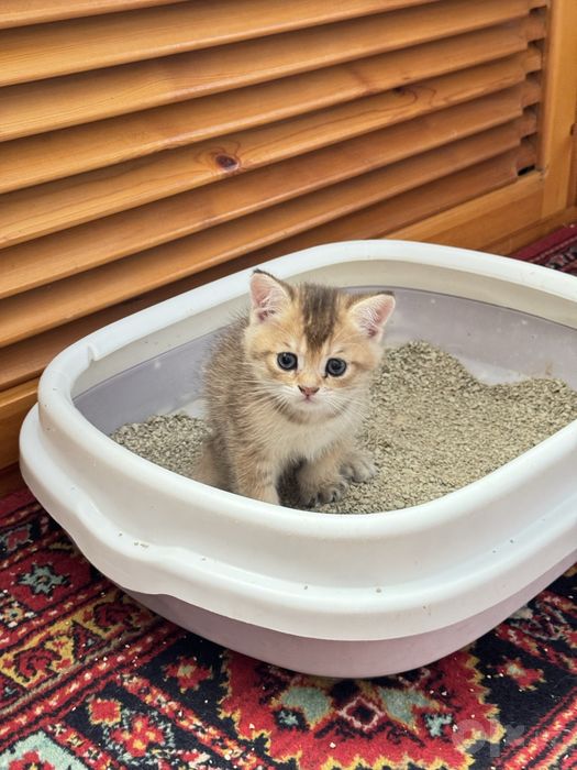 Котята на продажу породистые