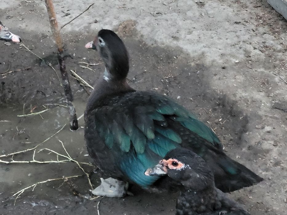 Продам мускусный утку