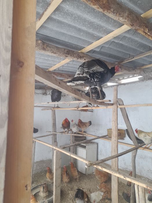 Күркетауық домашние