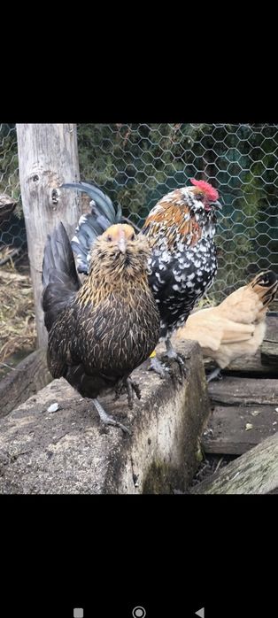 Oua incubat bărboasă