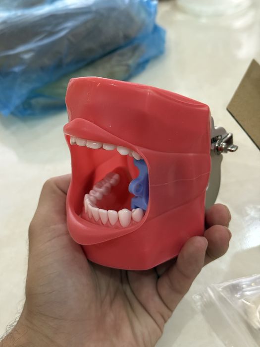 Модель зубов для стоматологов