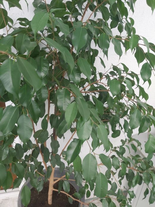 Цвете бенджамин 180м