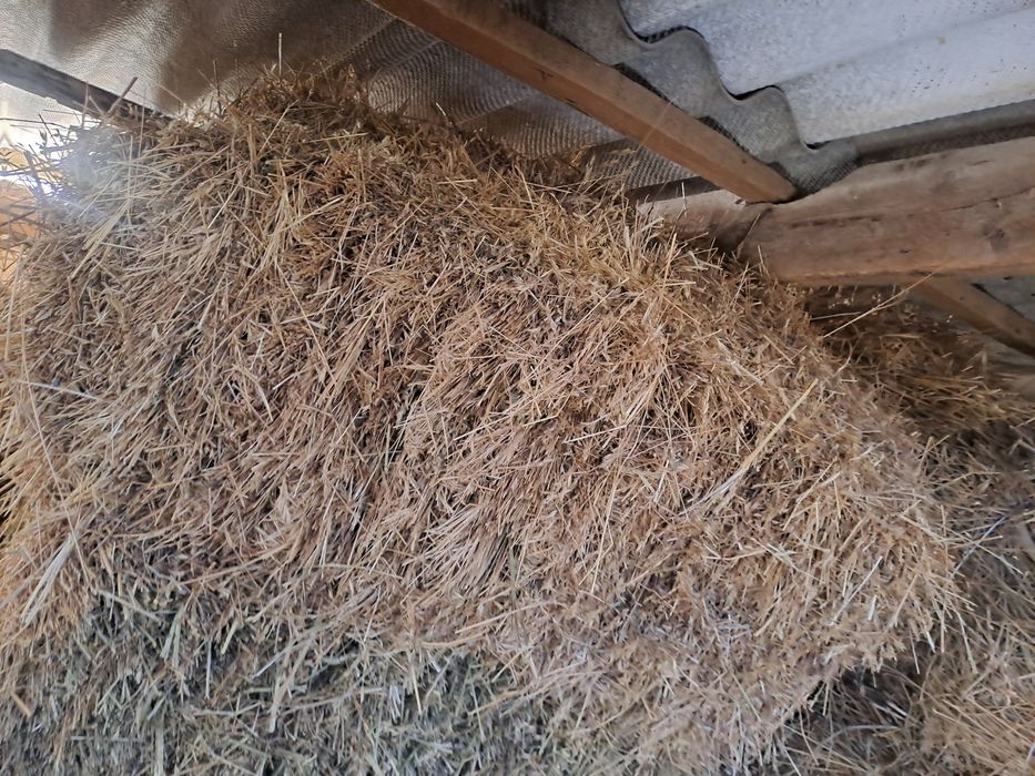 Шөп табиғи корм для животных