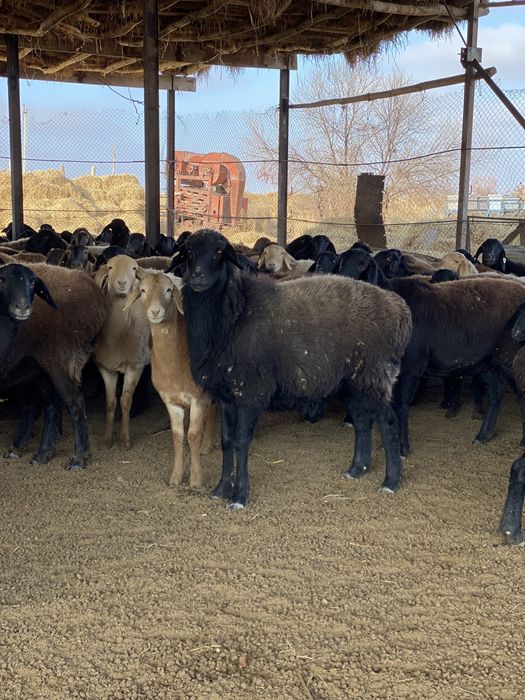 Продаются бараны Гиссар!