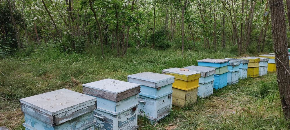 Мед пчелен  акация или липа  реколта 2026