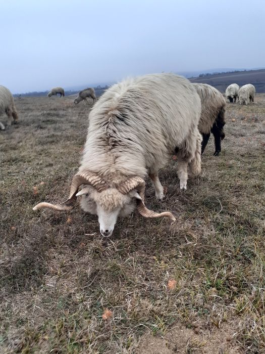De vânzare o oaie 2 berbeci și 6 miei berbecuți