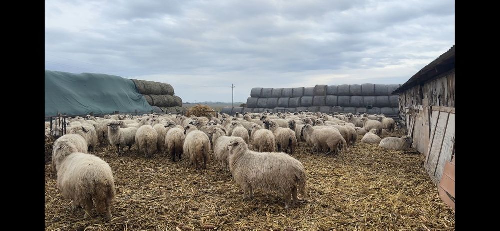 Disponibil oi și miei.