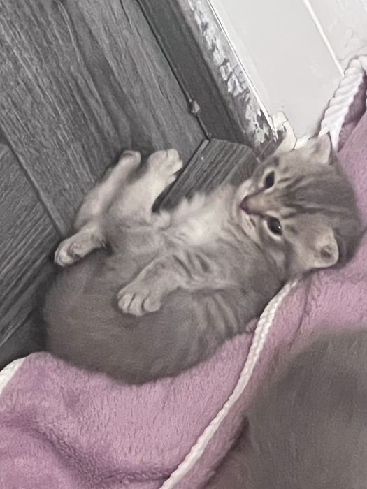 кот, котик, котенок