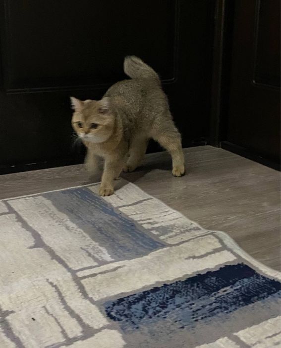 Золотая шиншилла