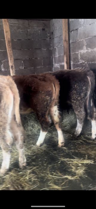 Vand doua vitele si tauras