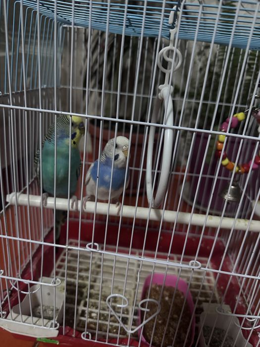 Папугай парные 2