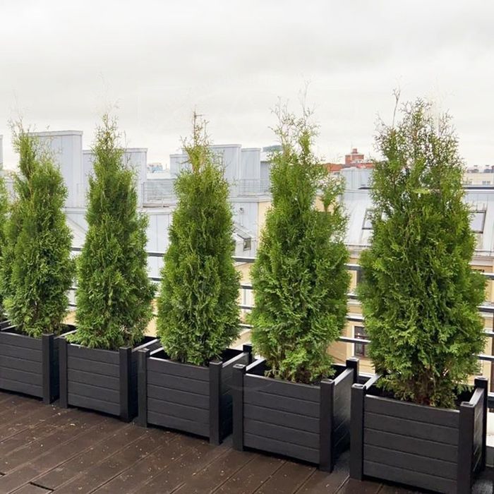 Арчалар. Хлма хл турдаги