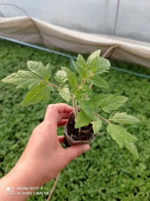 Помидор кучатлари сотилади нави ЧИНТО  F1  2200