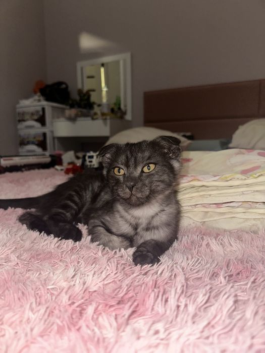 Отдам котенка 2 месяца в добрые руки