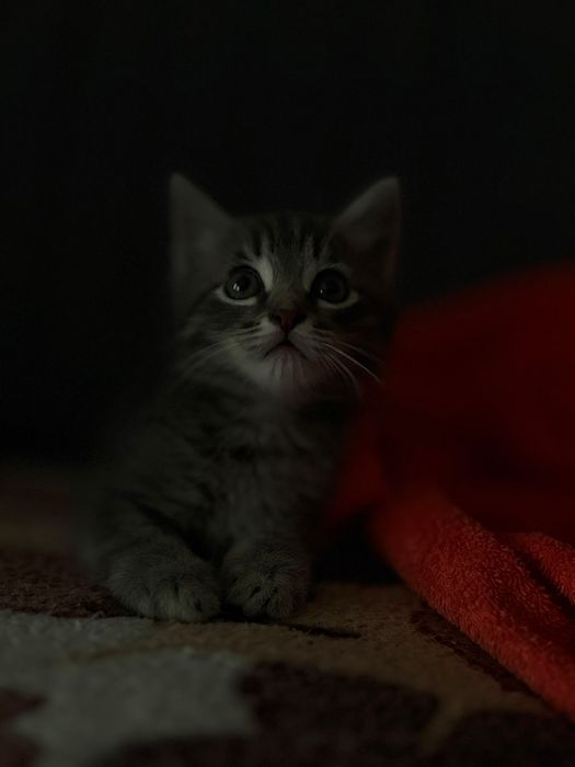 Отдам котёнка в хорошие руки