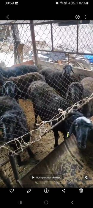 Қой Ешкі Баран Козлы