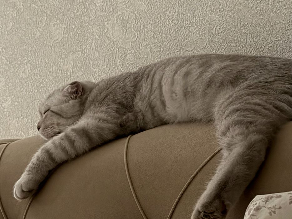кот весолухий шотландец