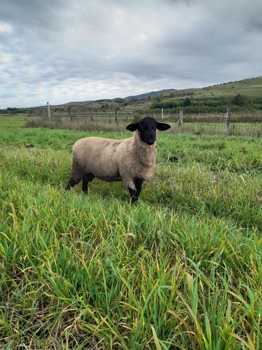 Vând oi sufolk,12 bucăți