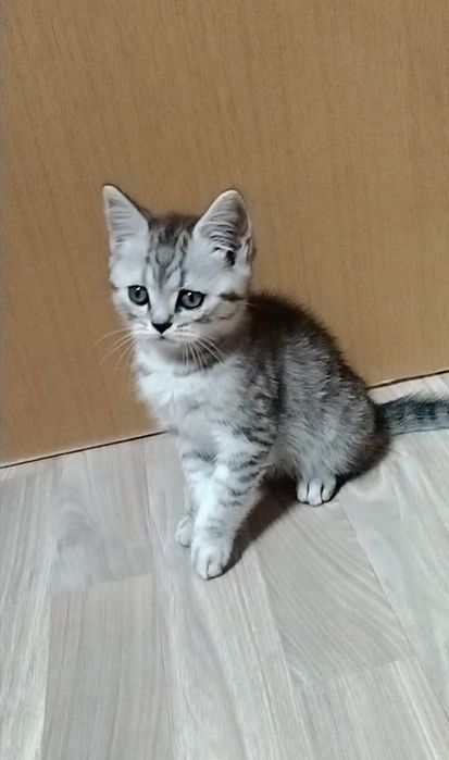 Скоттиш страйт. Котик.