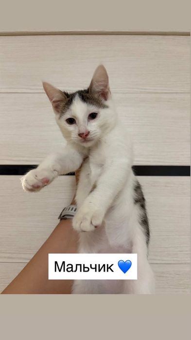Отдам котят в добрые руки