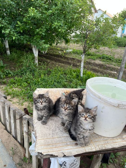 Отдам в добрые руки