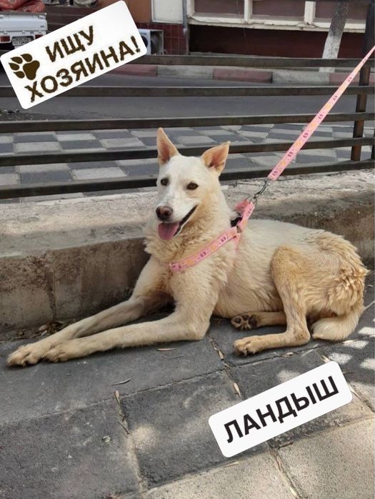 Ландыш ищет семью и дом!
