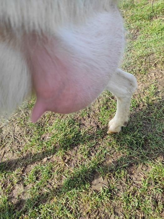 De vânzare o capră sannen