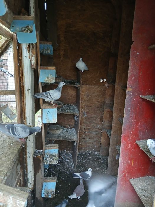 Vand porumbei voiajori