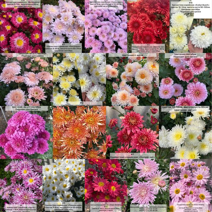 Корейская хризантема