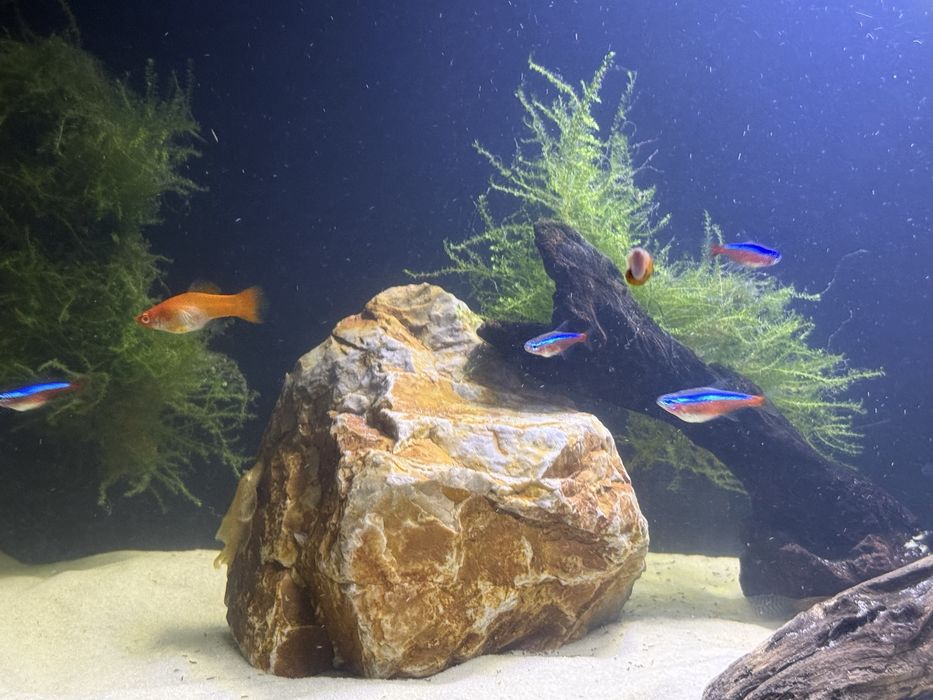 Аквариум с рыбками