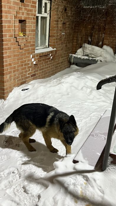 Продам щенка немецкой овчарки