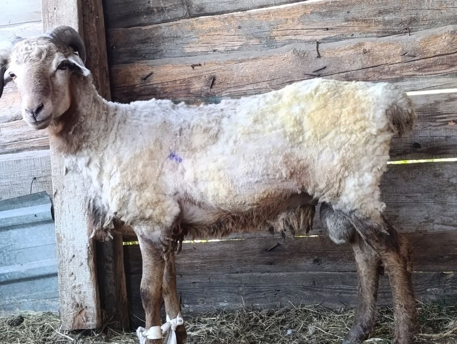 Продам кошкар 125000