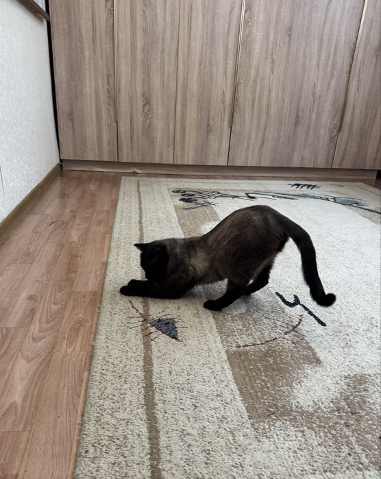 Ищем дом сиамскому котику.