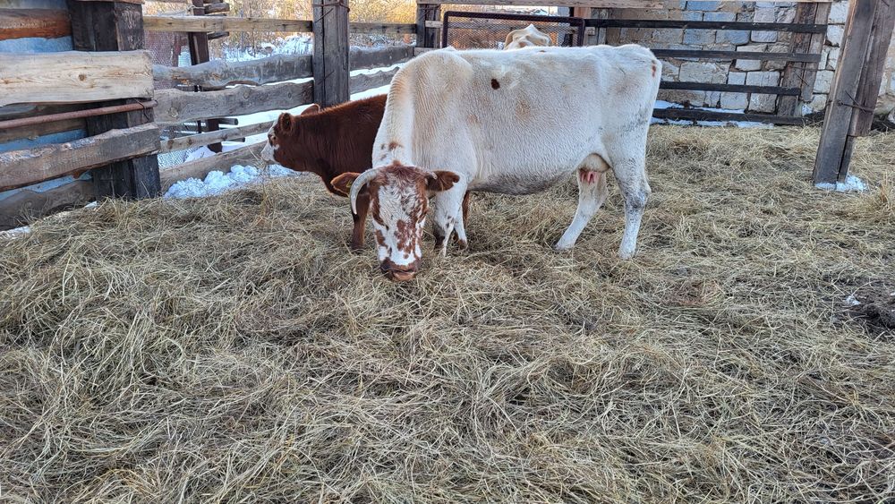 Корова с телёнком