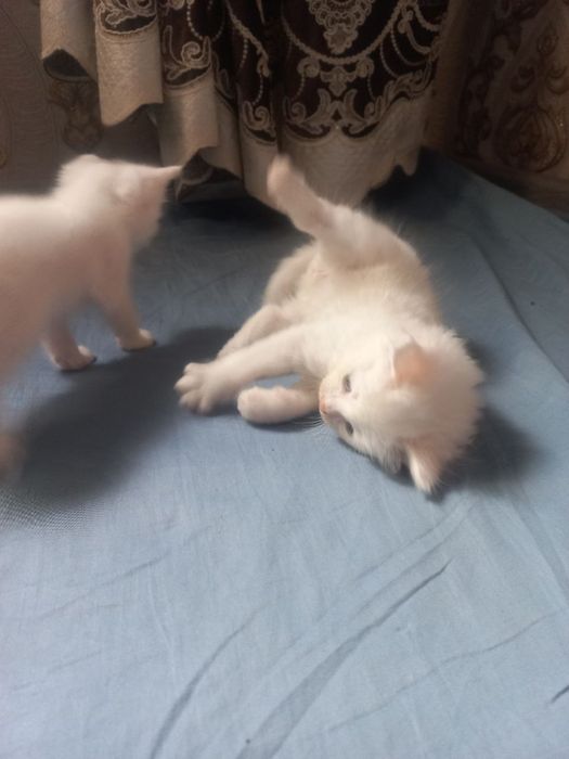 Мушукчалар кошки