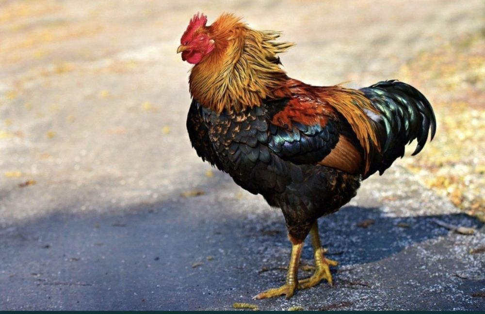 Xoʻroz sotiladi narxi 150 ming