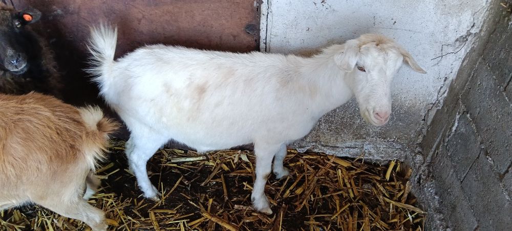 Продавам кози скозни и млечни