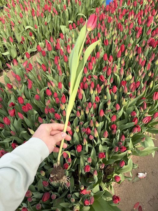 Тюльпаны оптом , премиум класса!