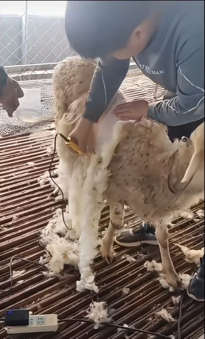 Продам машинку для стрижки баранов