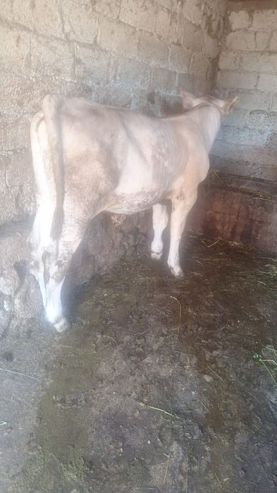 Vând tauri si vitei