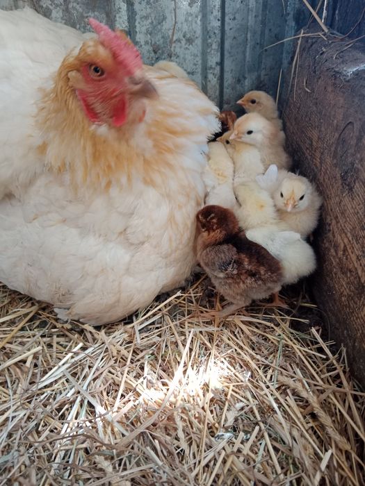 Домашние курочки