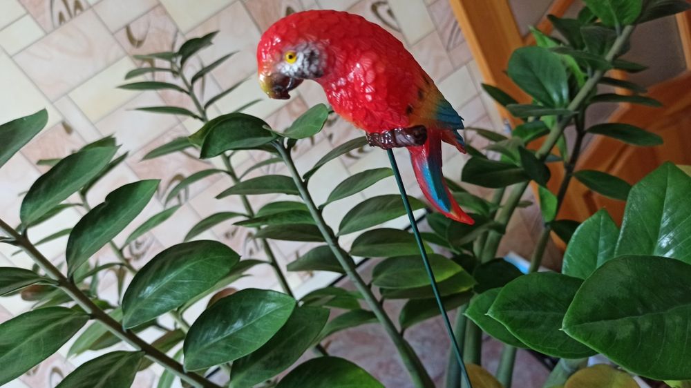 Продам замиакулькас -  долларовое дерево