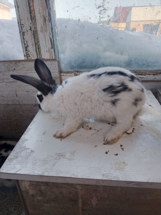 продам кролы молодых