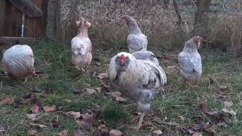 Vând ouă găini araucana
