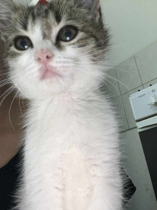 котёнок бесплатно