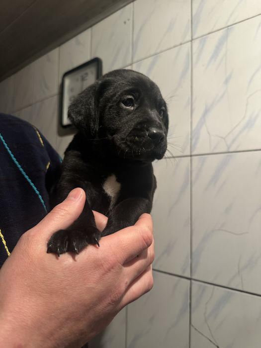 Лабрадор  щенки мальчики