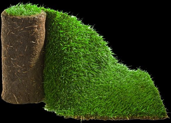 Gazon. Tayyor tabiiy rulonli sotamiz.kv