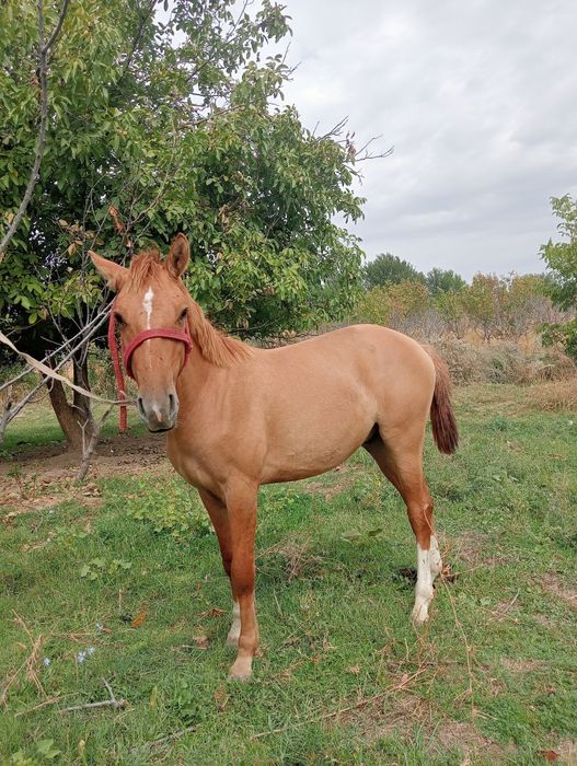 Zotor toy sotiladi qizqala